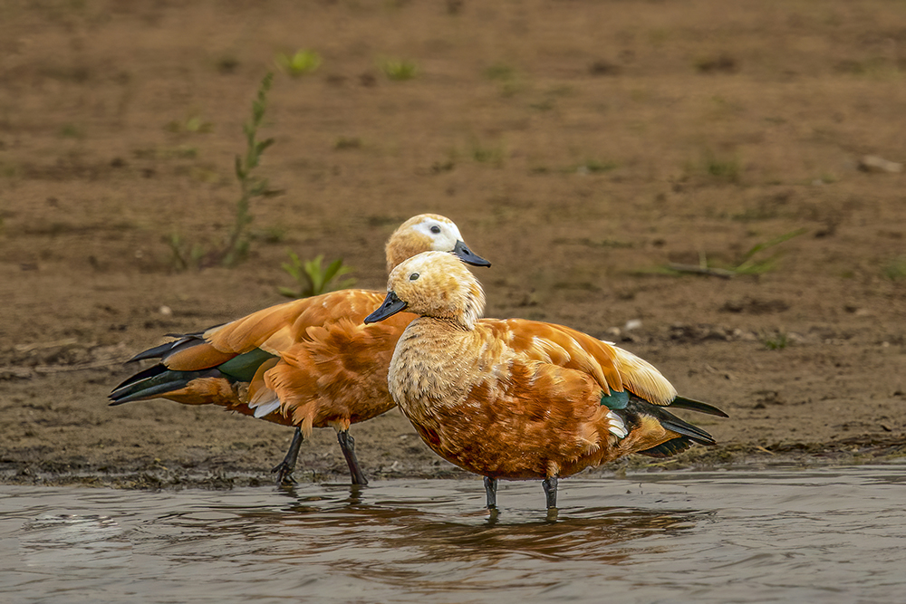 ruddy shelduck facts