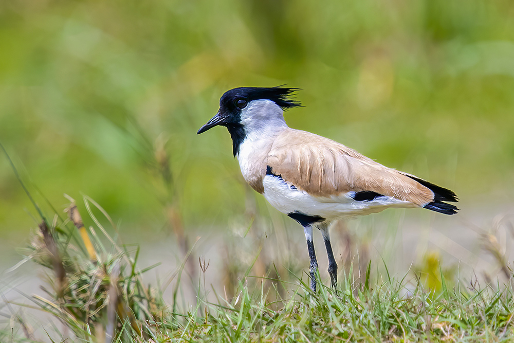 Bird Tweet:: Living with Nature